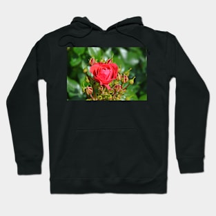 A rose with it's buddies Hoodie